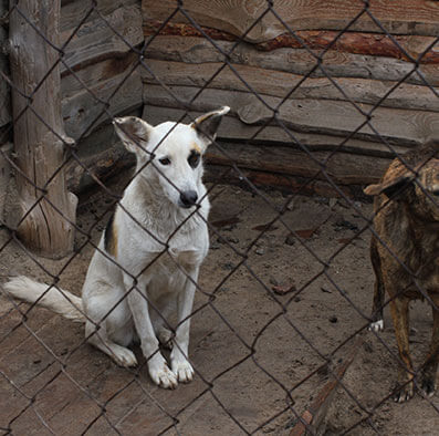 animal-img